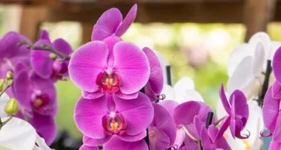 Orchid producer · scaled production